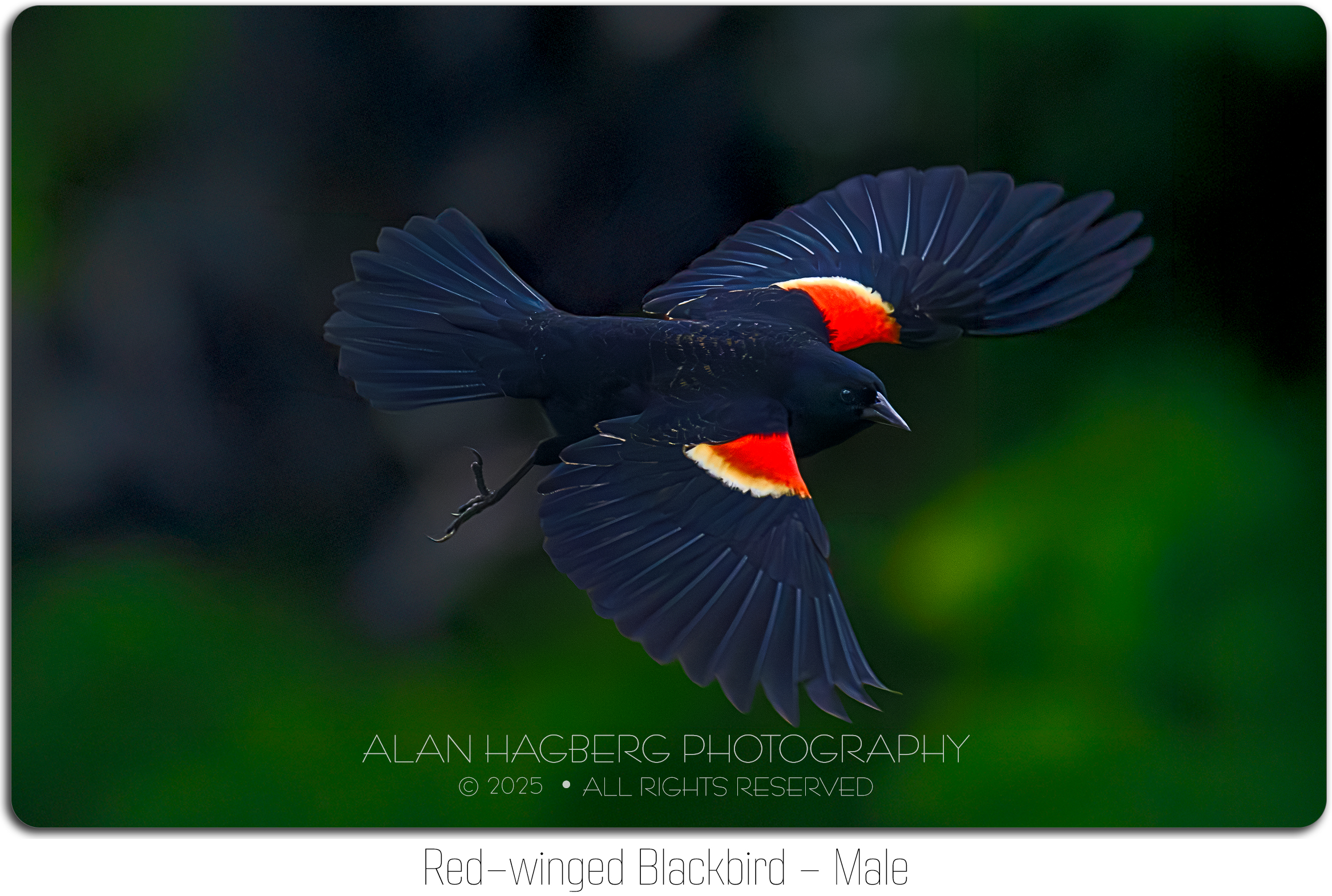 RED-WINGED BLACKBIRD