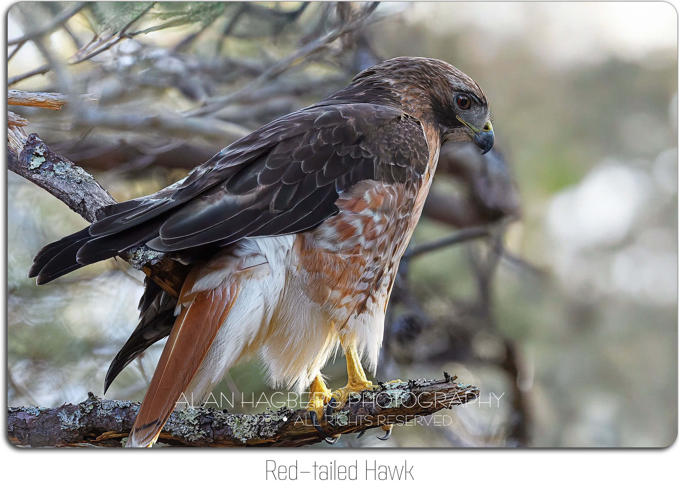 Red-tailed Hawk