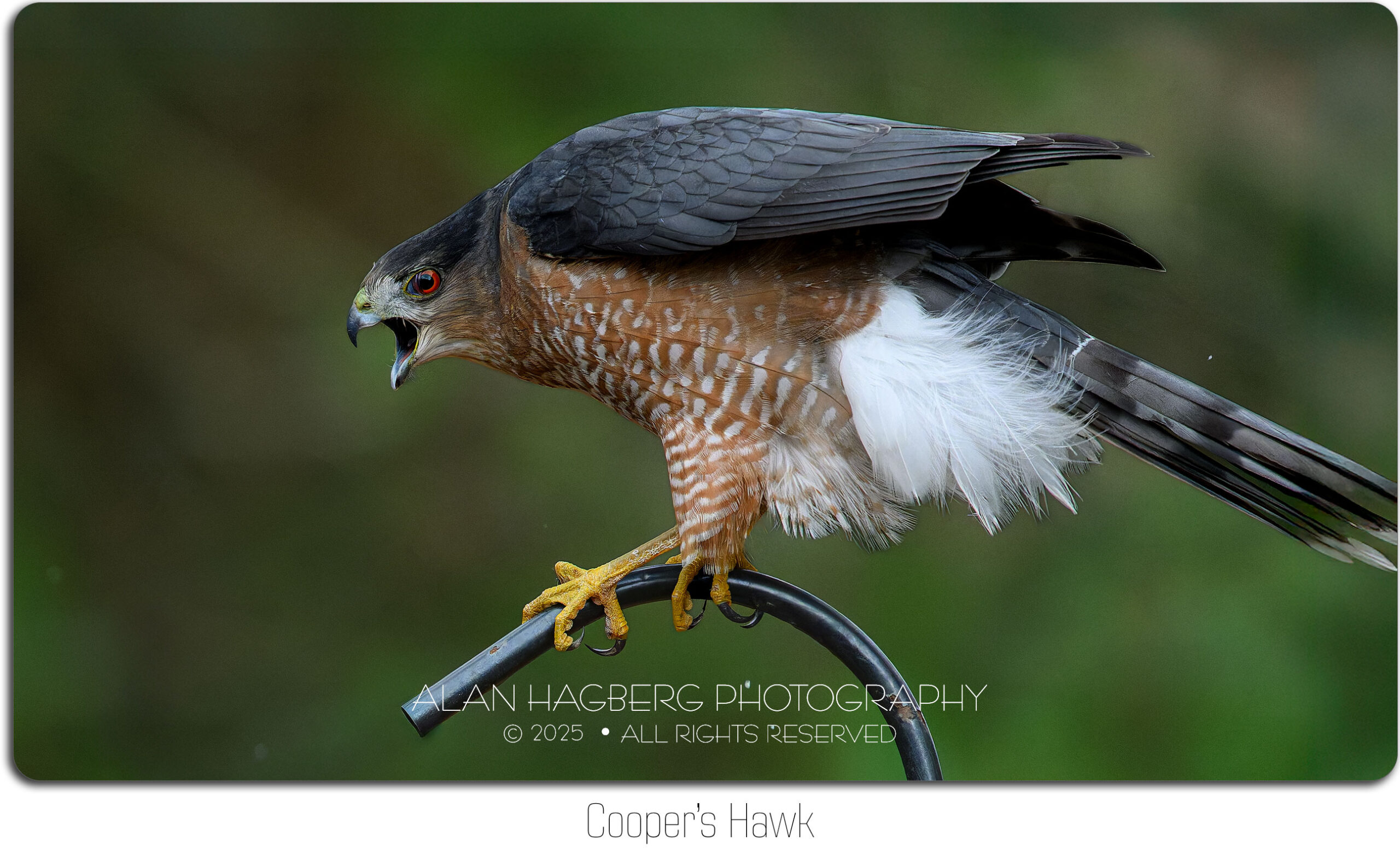 COOPER'S HAWK
